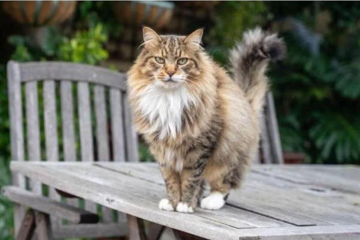 Chat dépecé et empalé à Six-Fours : un trentenaire reconnaît les faits et détaille son acte de cruauté envers Myrtille