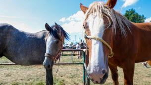 Isère. Foire de Beaucroissant : le Parti animaliste s’oppose à l’exposition des animaux