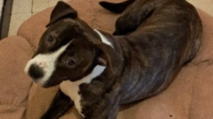 Ardèche. « Ce qu’il s’est passé porte atteinte à l’humanité » : deux ans de prison pour le propriétaire de la chienne retrouvée pendue