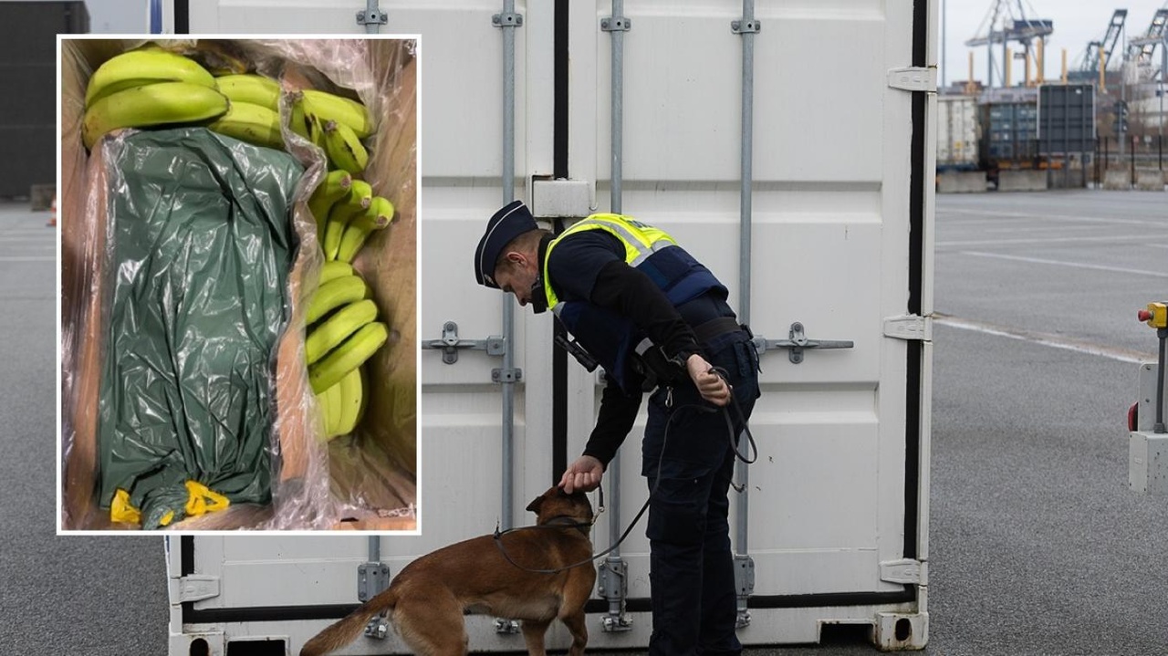 Elle était dissimulée dans une cargaison de bananes : les douaniers font une énorme prise au port d’Anvers, 2,4 tonnes saisies !
