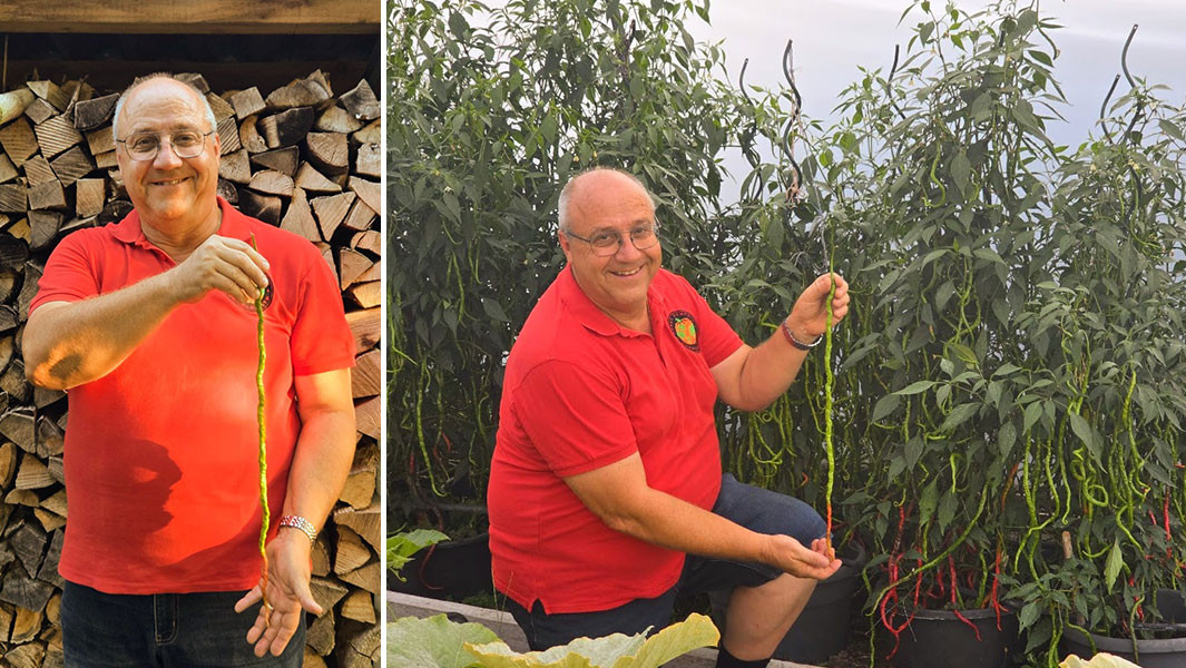 Record insolite: Le plus long piment du monde est thurgovien