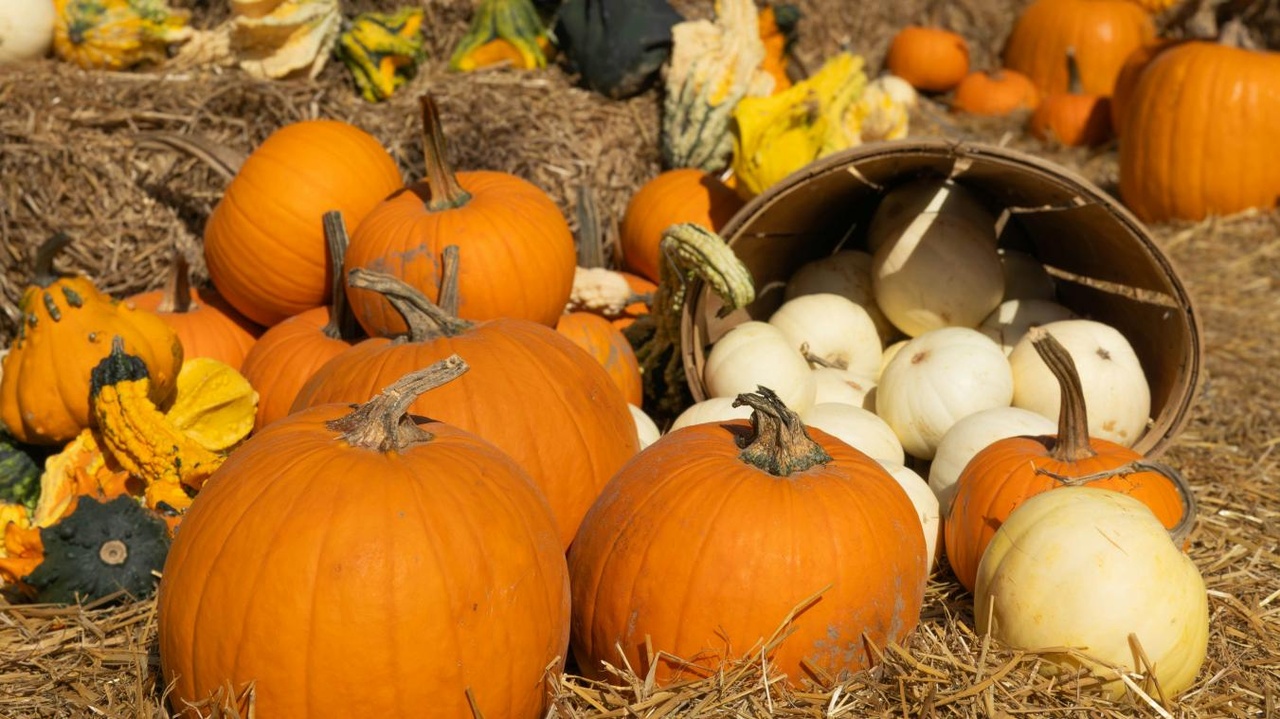 Potirons, courges et citrouilles : 12 rendez-vous en Wallonie à ne pas manquer cet automne