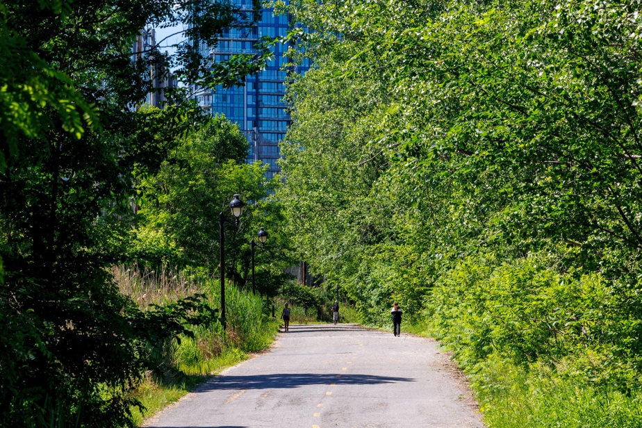 500 000 arbres d’ici 2030 | Montréal réduit son budget de plantation