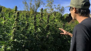 Haute-Savoie. « On a peur des amalgames » : deux producteurs de chanvre entre paranoïa réglementaire et risques d’intrusion